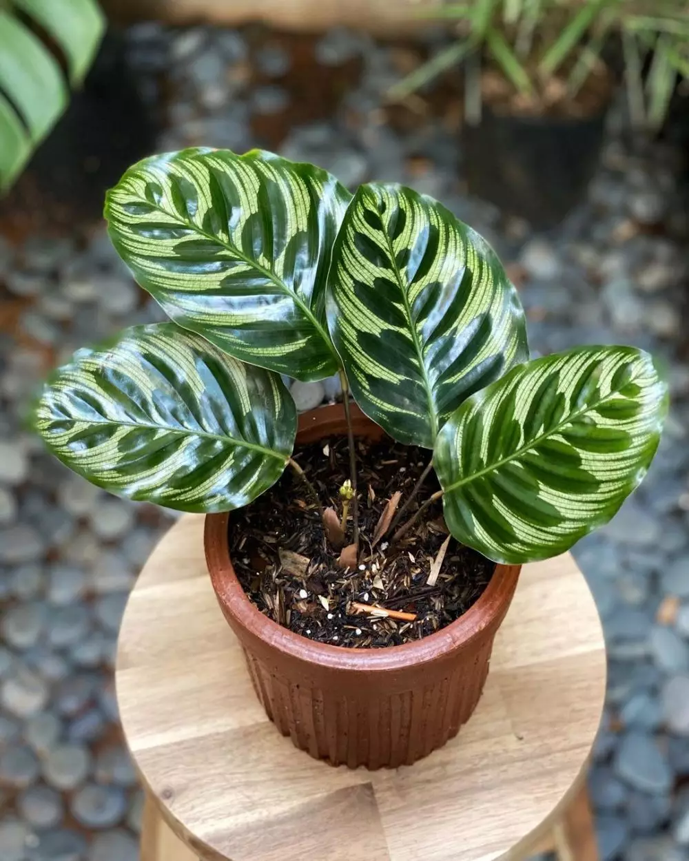 Tanaman hias daun dua warna Instagram © 2021 brilio.net Tanaman hias daun dua warna Instagram © 2021 brilio.net