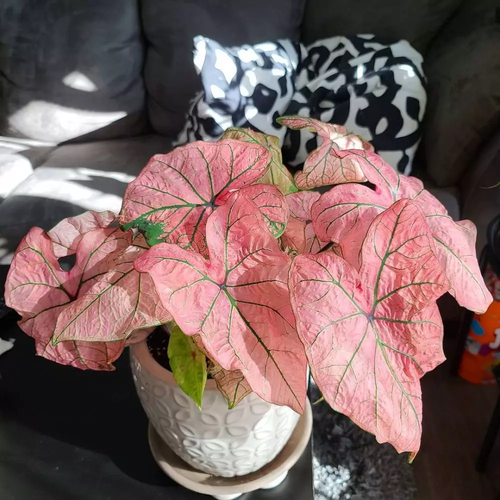 Tanaman hias daun dua warna Instagram © 2021 brilio.net Tanaman hias daun dua warna Instagram © 2021 brilio.net