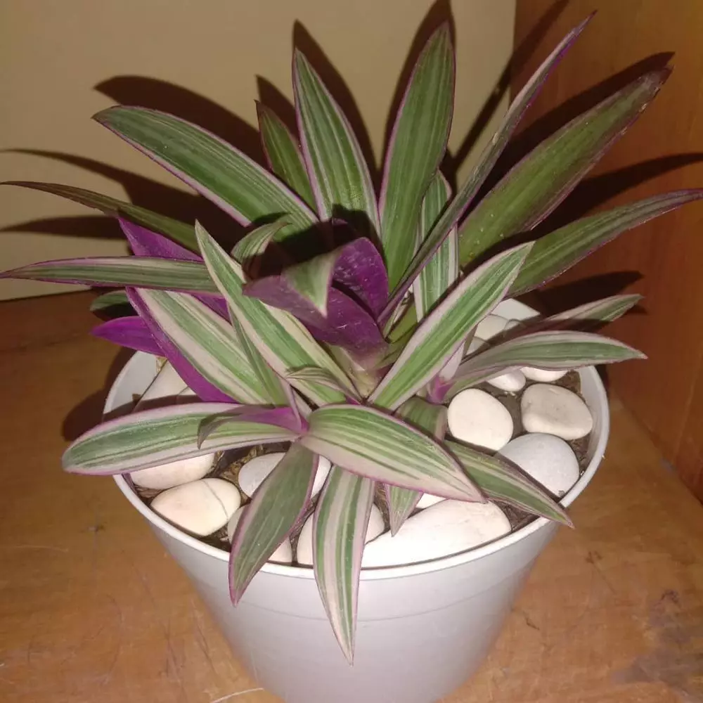 Tanaman hias daun dua warna Instagram © 2021 brilio.net Tanaman hias daun dua warna Instagram © 2021 brilio.net