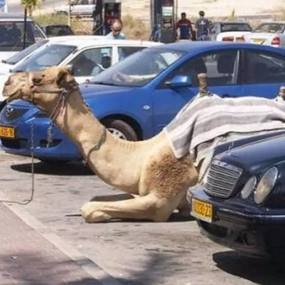 penampakan absurd di tempat parkir © Berbagai Sumber