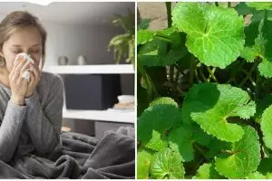 8 Tanaman obat flu yang ampuh dan mudah didapat