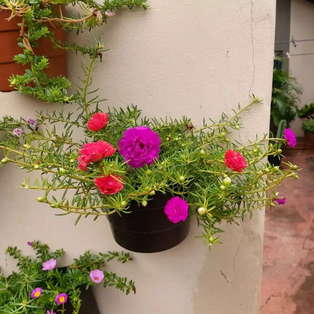 Tanaman hias gantung yang mudah dirawat Instagram © 2021 brilio.net