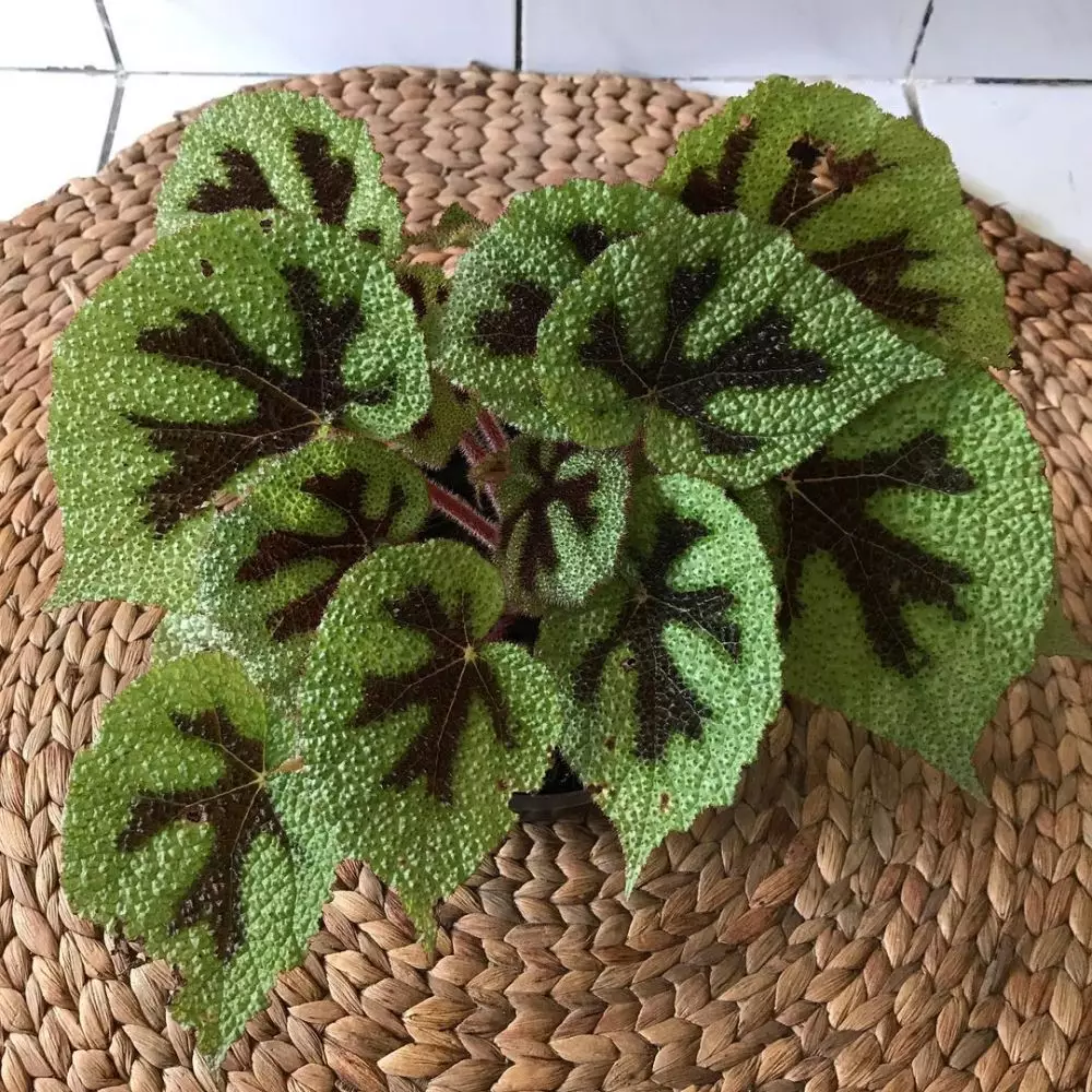 Tanaman hias gantung yang mudah dirawat Instagram © 2021 brilio.net