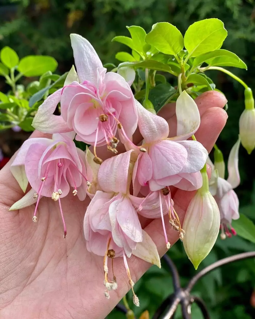 Tanaman hias gantung yang mudah dirawat Instagram © 2021 brilio.net