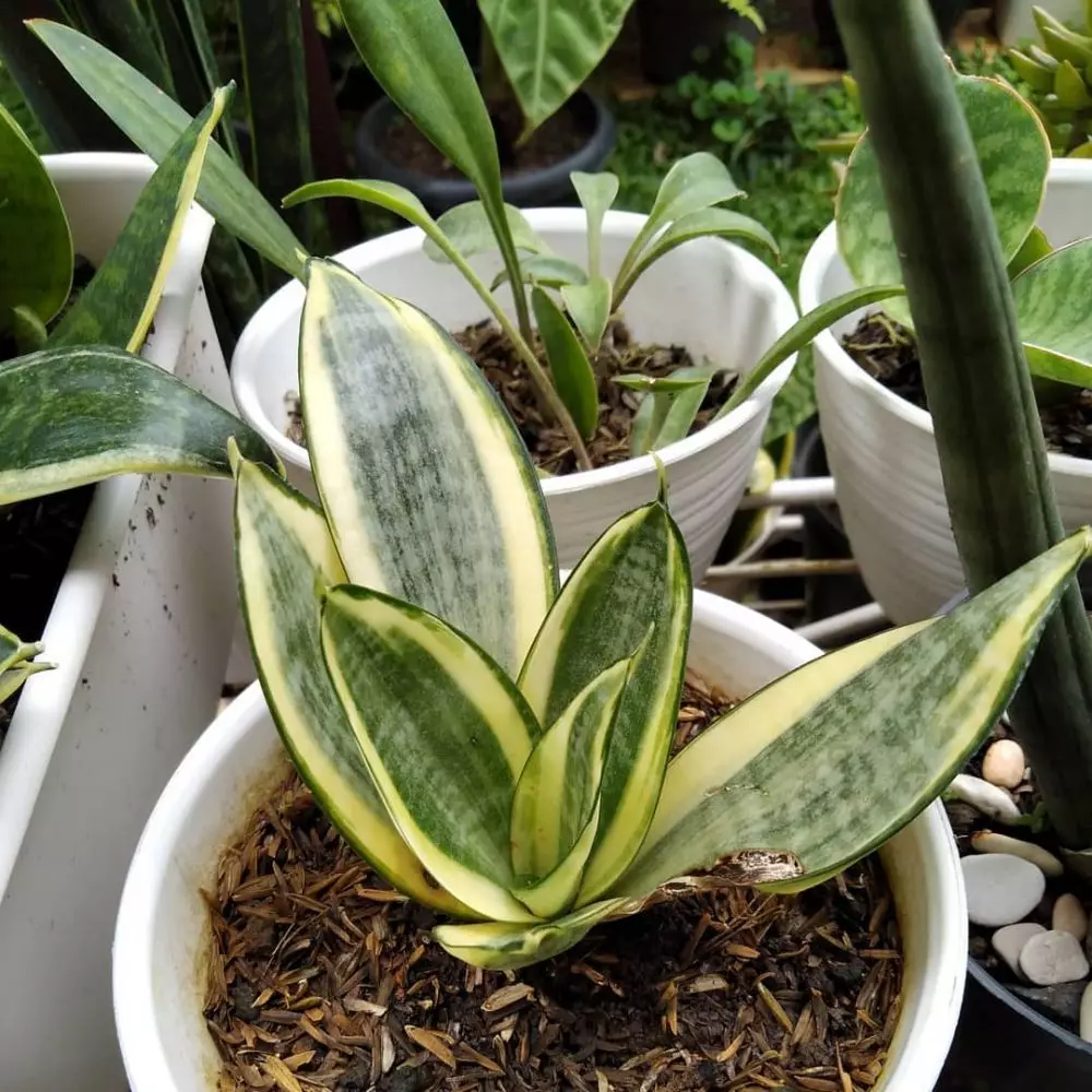 Jenis tanaman lidah mertua indoor  © Instagram Jenis tanaman lidah mertua indoor  © Instagram