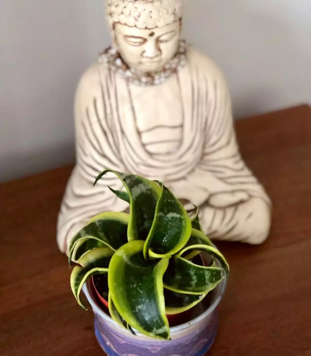 Jenis tanaman lidah mertua indoor  © Instagram Jenis tanaman lidah mertua indoor  © Instagram