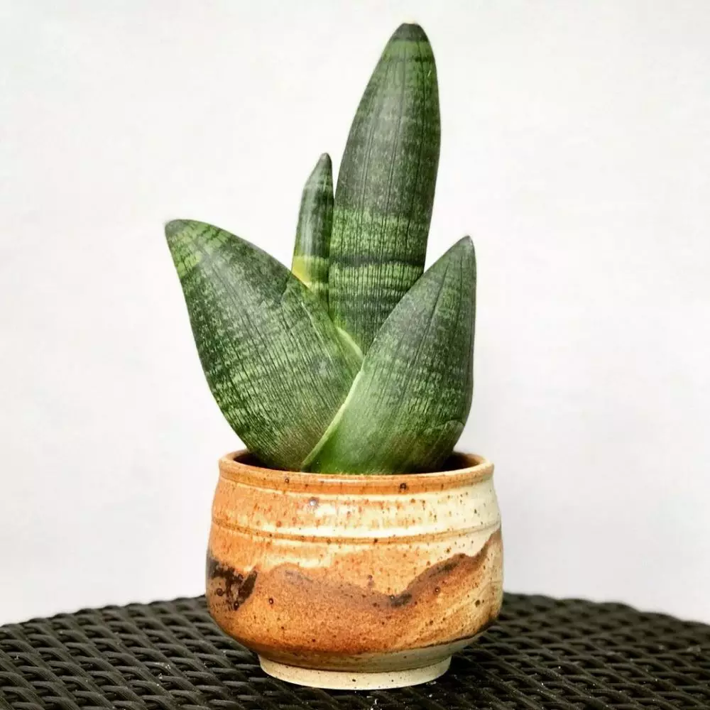 Jenis tanaman lidah mertua indoor  © Instagram Jenis tanaman lidah mertua indoor  © Instagram