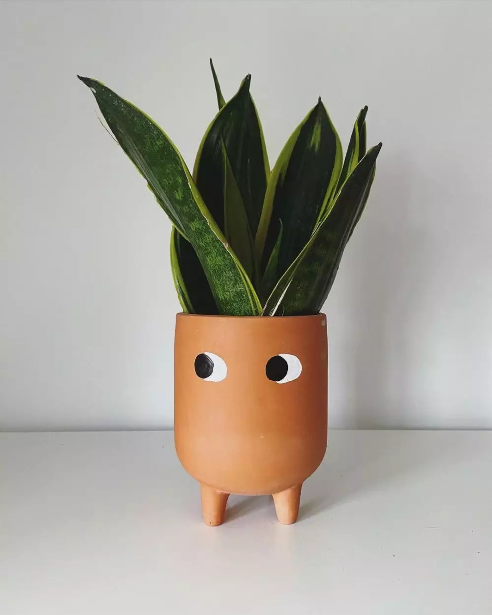 Jenis tanaman lidah mertua indoor  © Instagram Jenis tanaman lidah mertua indoor  © Instagram