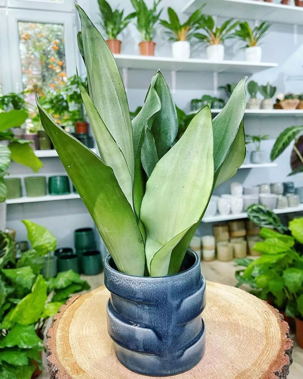 Jenis tanaman lidah mertua indoor  © Instagram Jenis tanaman lidah mertua indoor  © Instagram