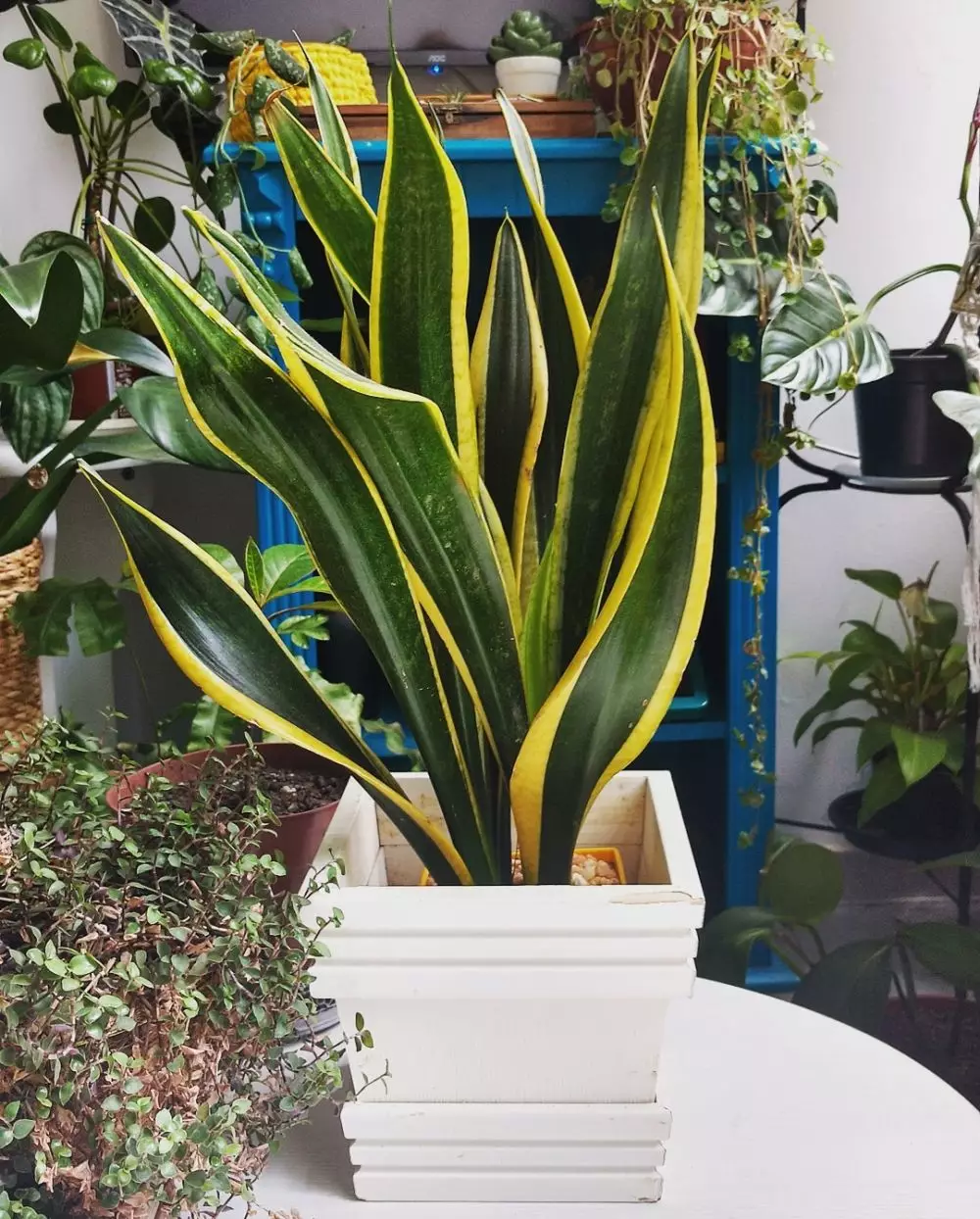 Jenis tanaman lidah mertua indoor  © Instagram Jenis tanaman lidah mertua indoor  © Instagram