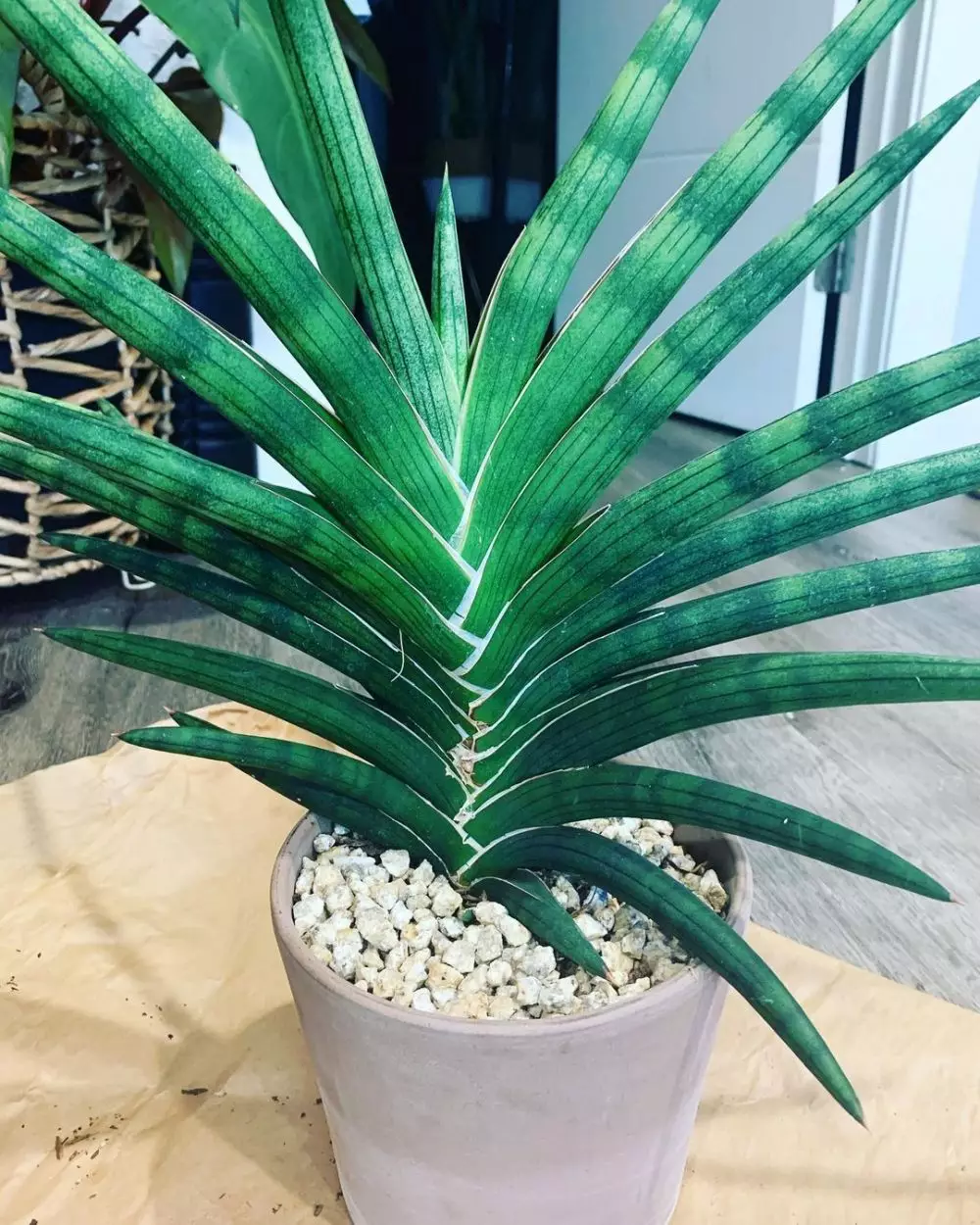 Jenis tanaman lidah mertua indoor  © Instagram Jenis tanaman lidah mertua indoor  © Instagram