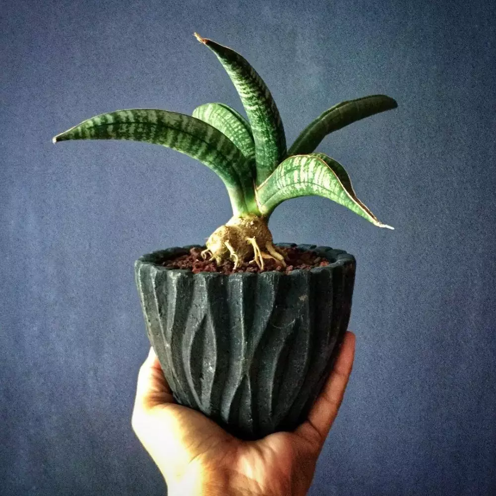 Jenis tanaman lidah mertua indoor  © Instagram Jenis tanaman lidah mertua indoor  © Instagram