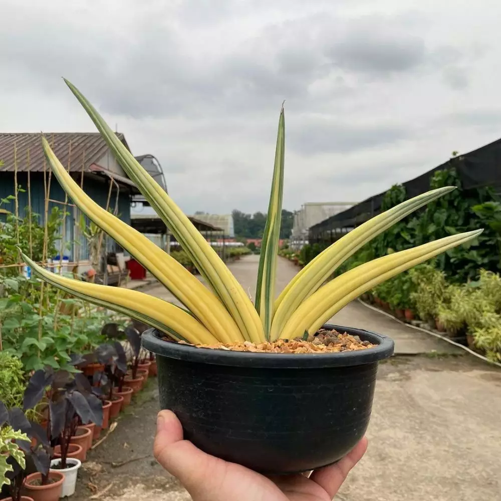 Jenis tanaman lidah mertua indoor  © Instagram Jenis tanaman lidah mertua indoor  © Instagram