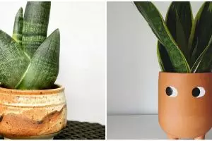 10 Jenis tanaman lidah mertua yang bisa dirawat indoor