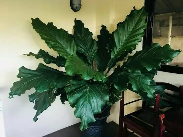 Tanaman hias daun hijau Instagram © 2021 brilio.net