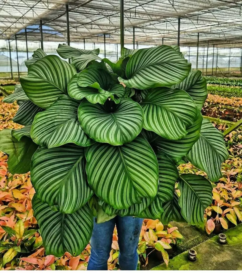 Tanaman hias daun hijau Instagram © 2021 brilio.net