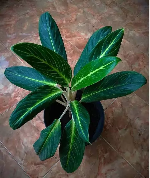 Tanaman hias daun hijau Instagram © 2021 brilio.net