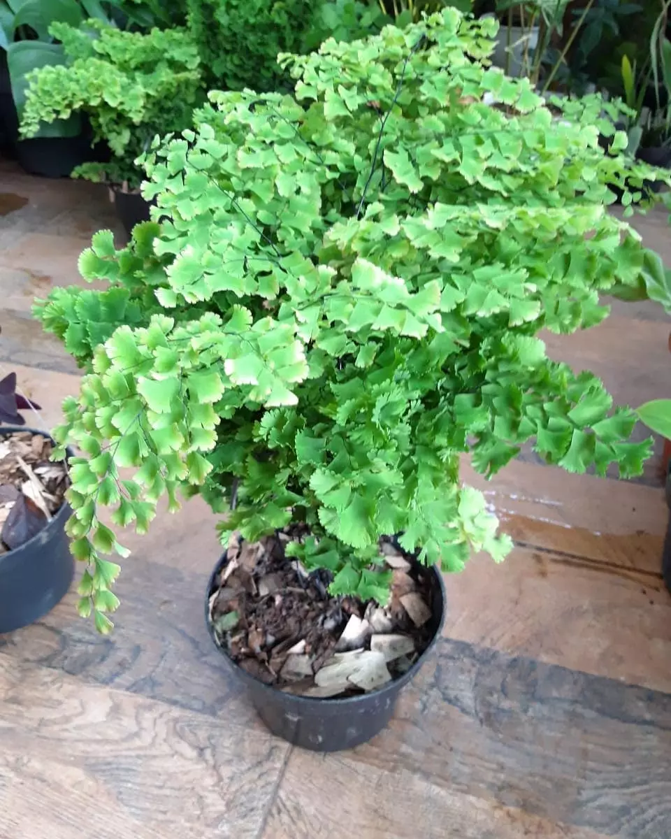 Tanaman hias daun hijau Instagram © 2021 brilio.net