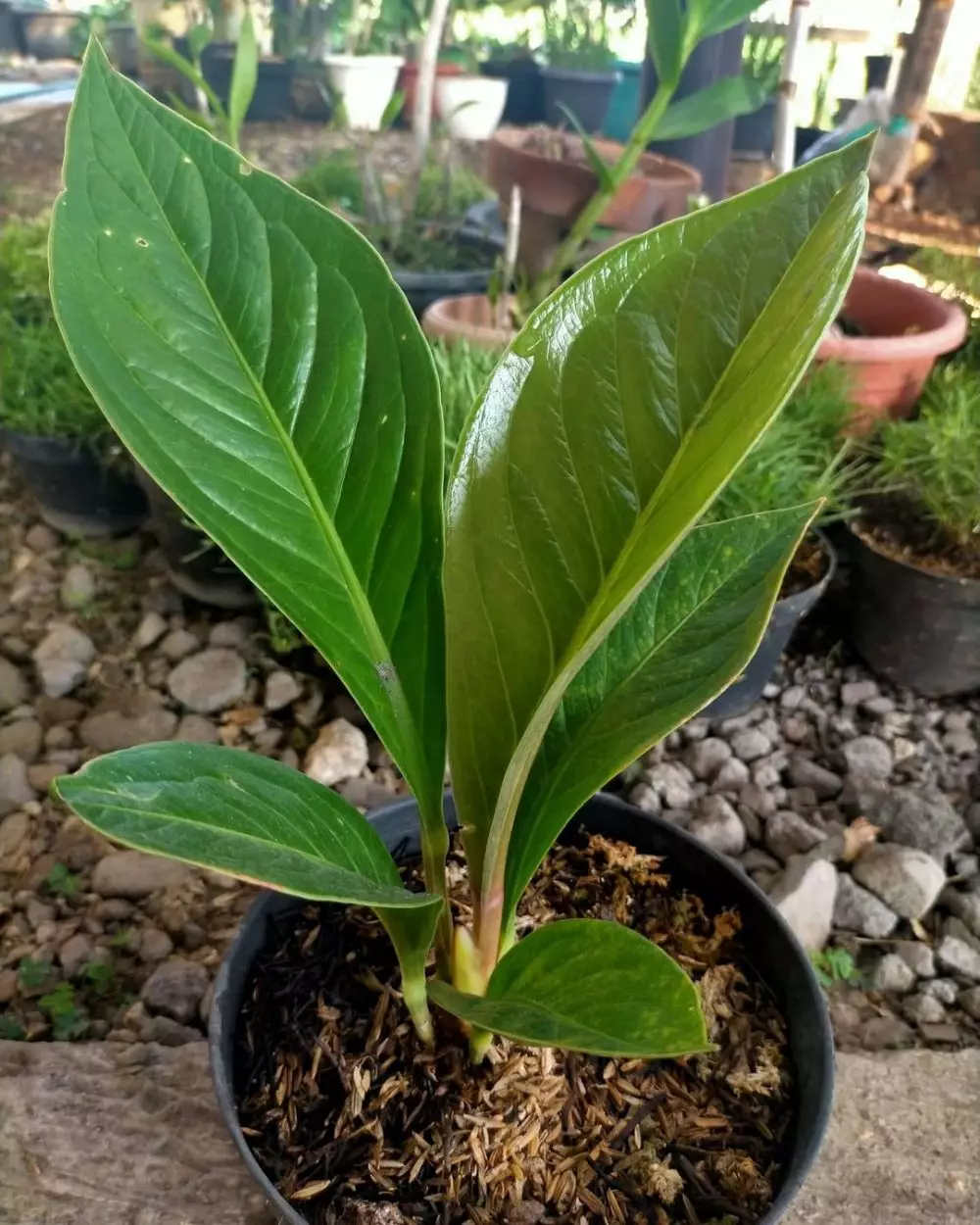 Tanaman hias daun hijau Instagram © 2021 brilio.net