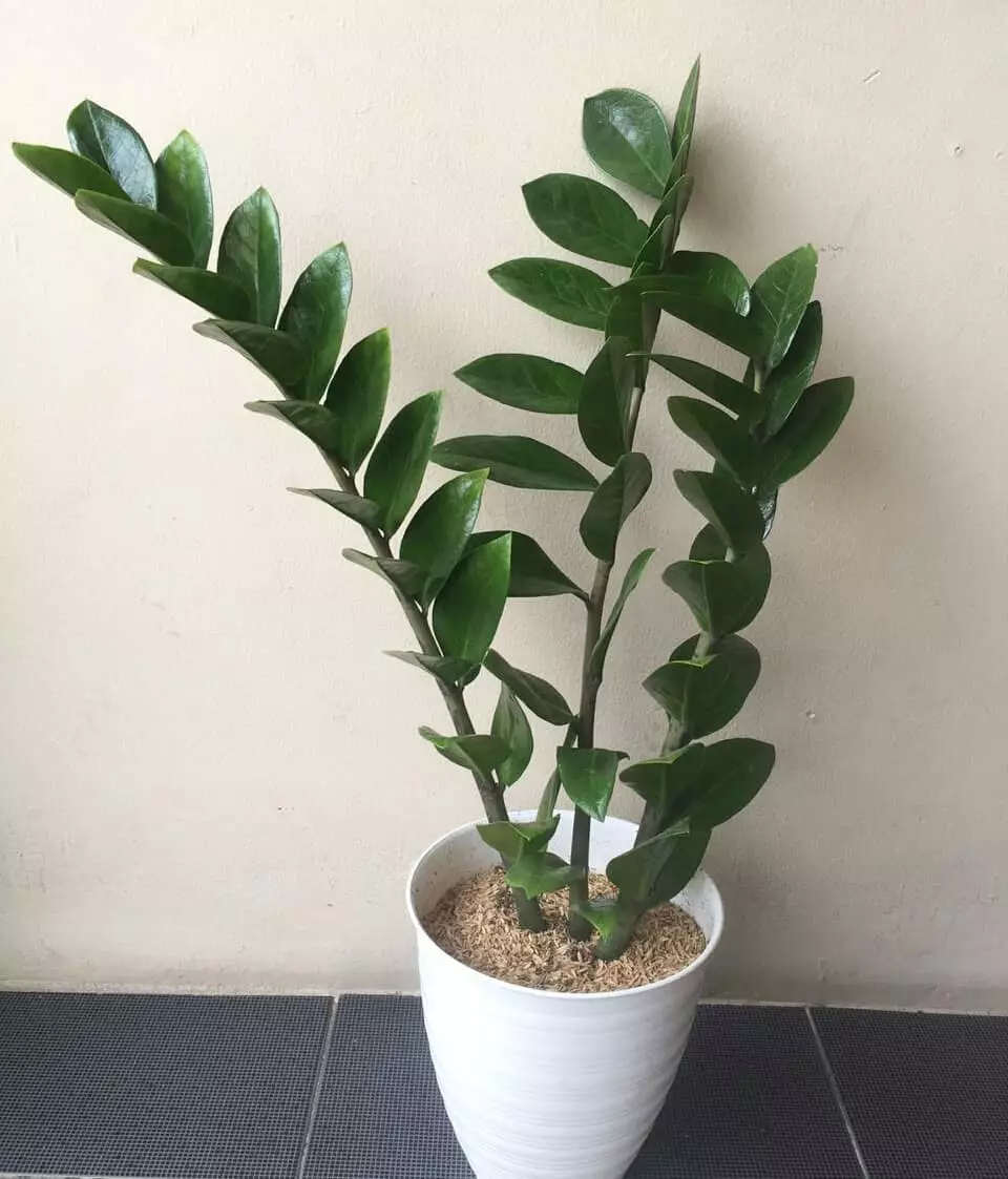 Tanaman hias daun hijau Instagram © 2021 brilio.net