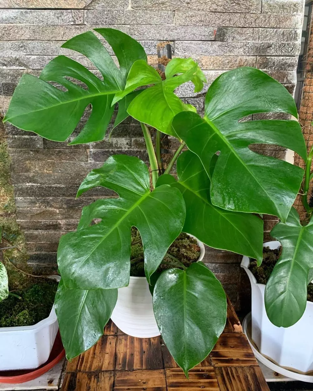 Tanaman hias daun hijau Instagram © 2021 brilio.net