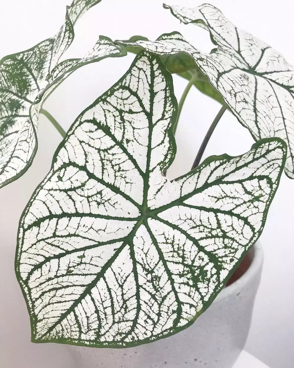 Cara merawat keladi putih white christmas © Istimewa