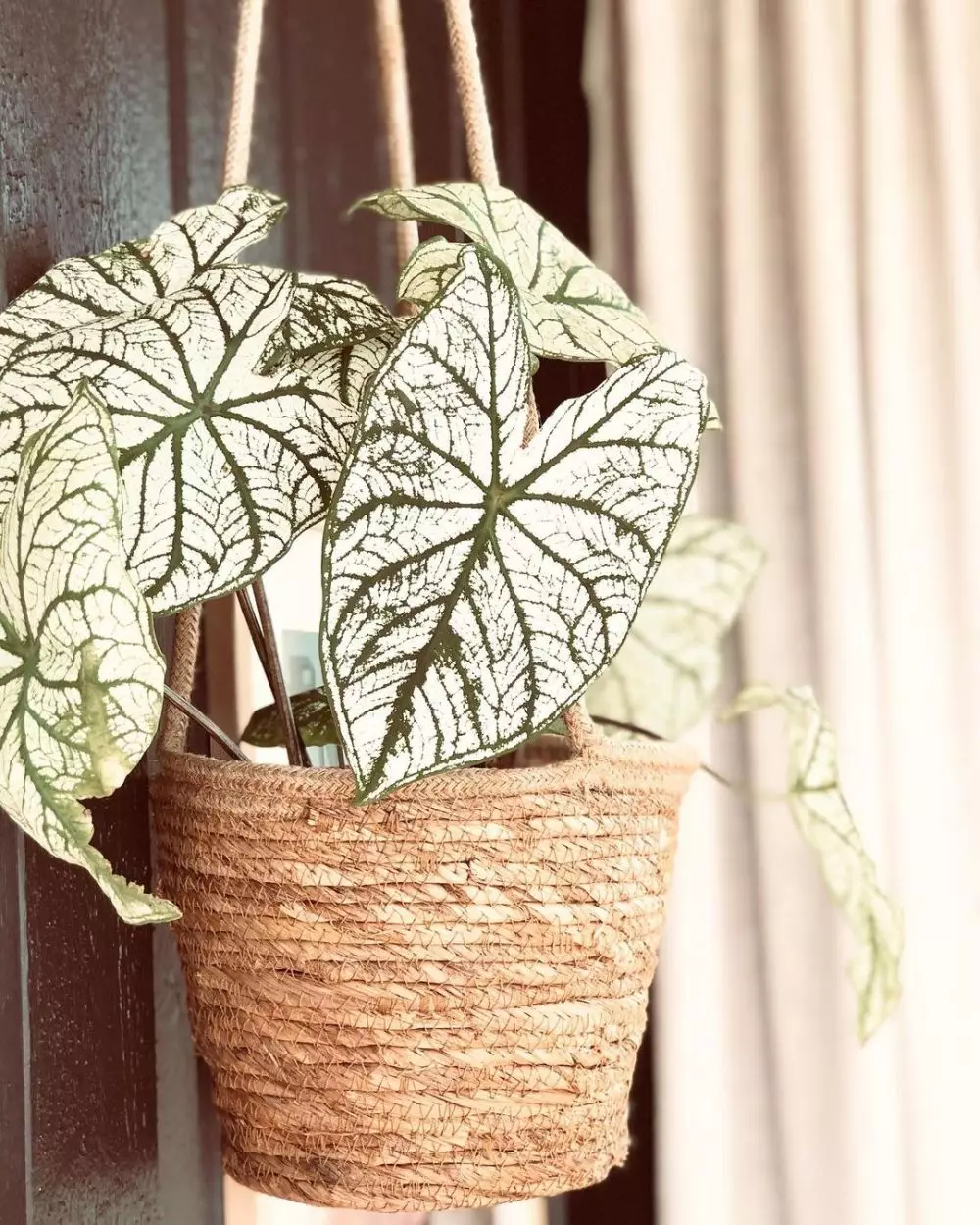 Cara merawat keladi putih white christmas © Istimewa