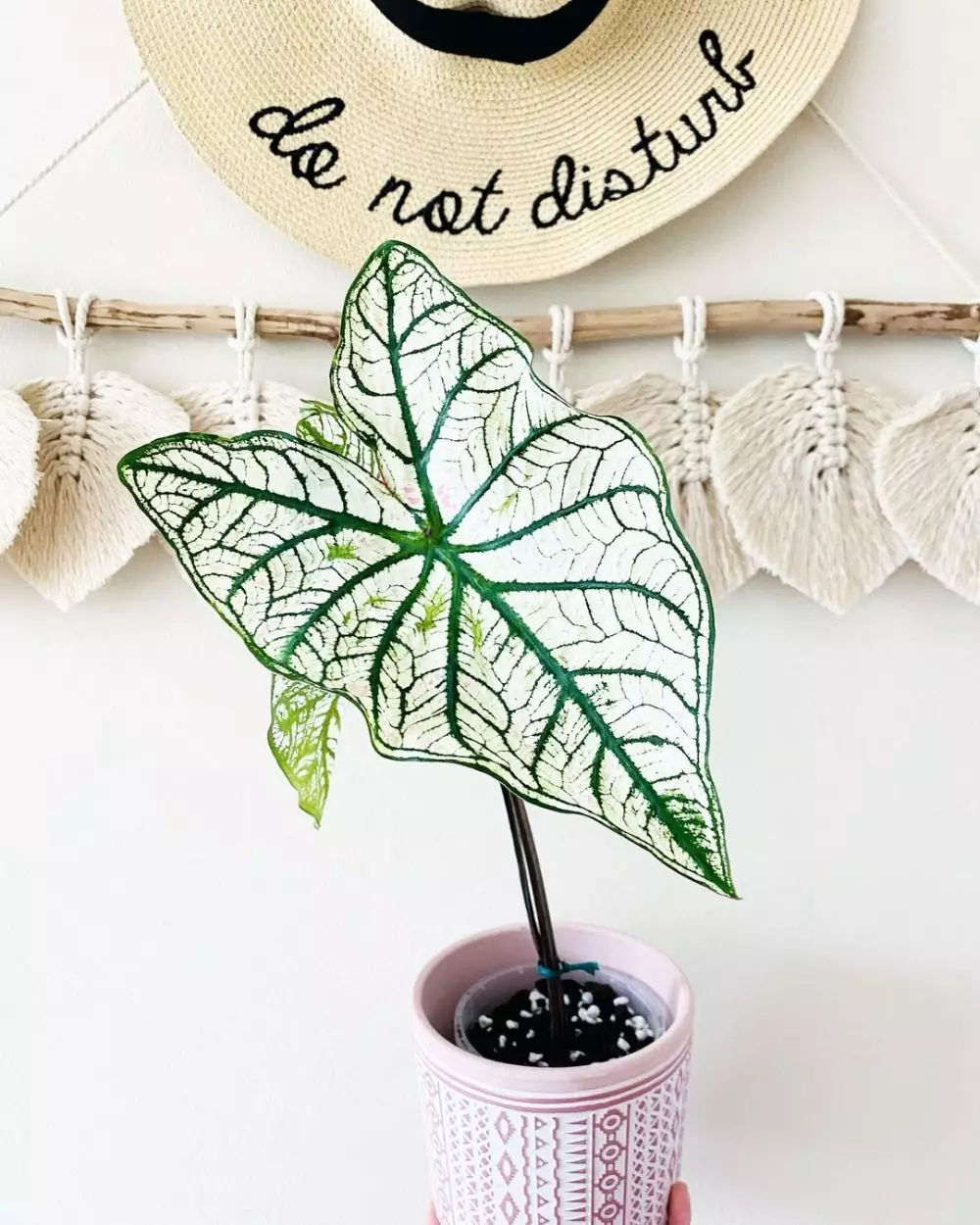 Cara merawat keladi putih white christmas © Istimewa