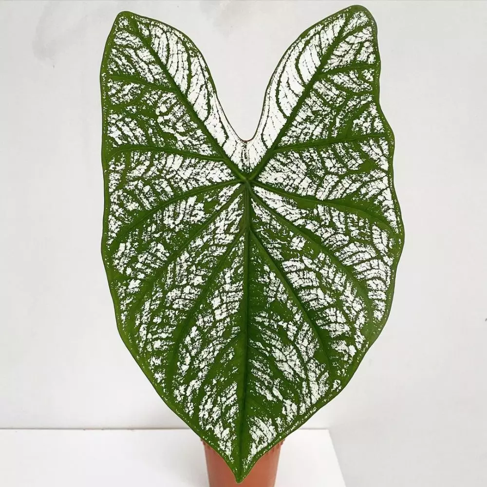 Cara merawat keladi putih white christmas © Istimewa