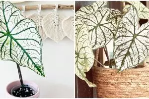 Cara merawat keladi putih white christmas di rumah, antilayu