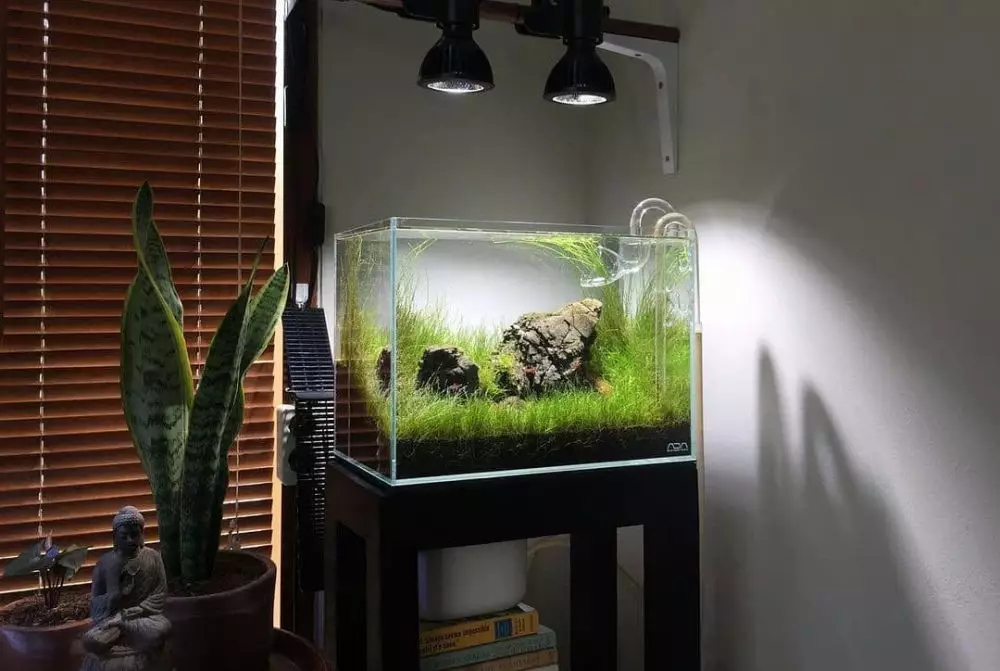 hidroponik akuarium ©Instagram hidroponik akuarium ©Instagram