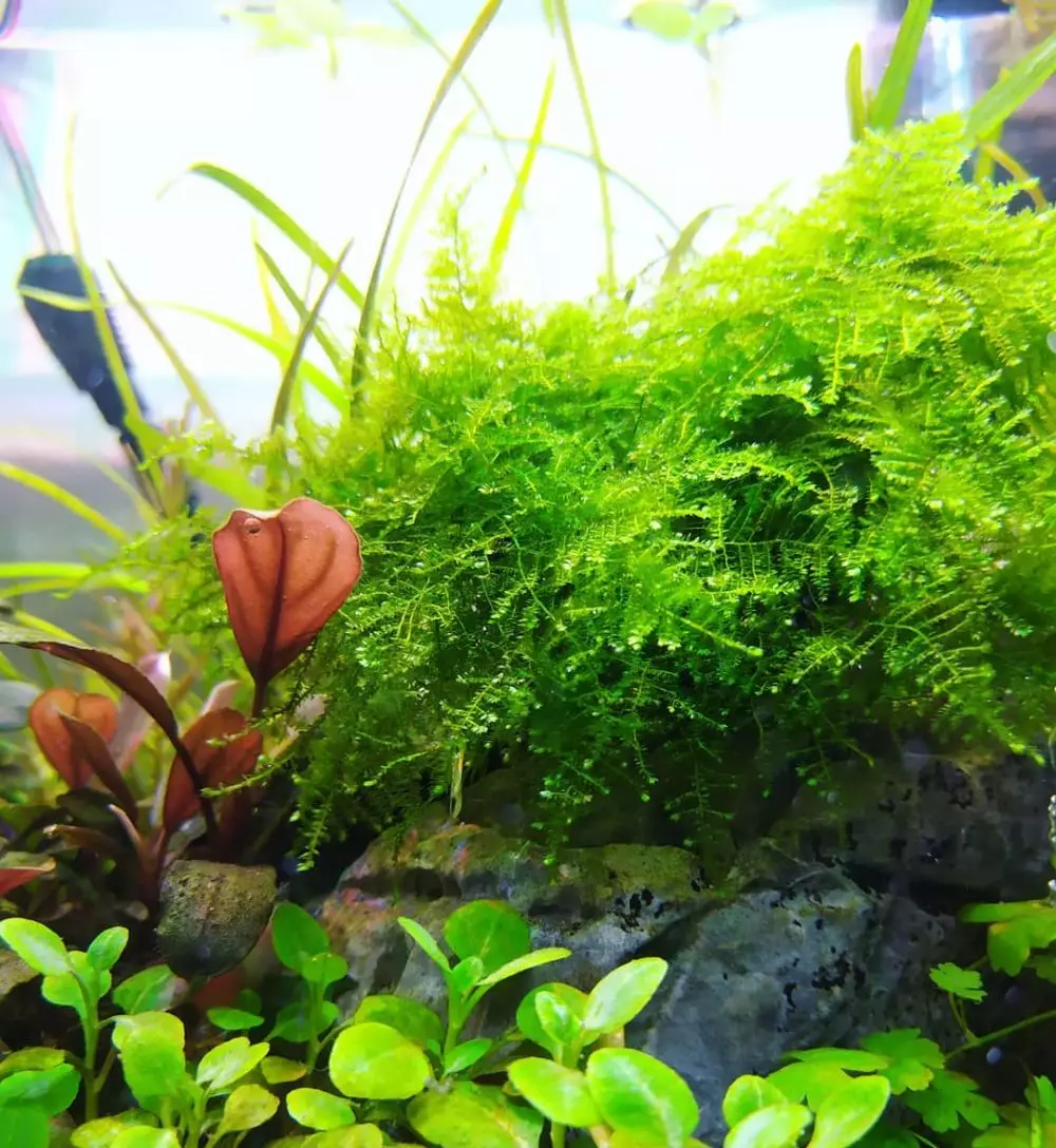 hidroponik akuarium ©Instagram hidroponik akuarium ©Instagram