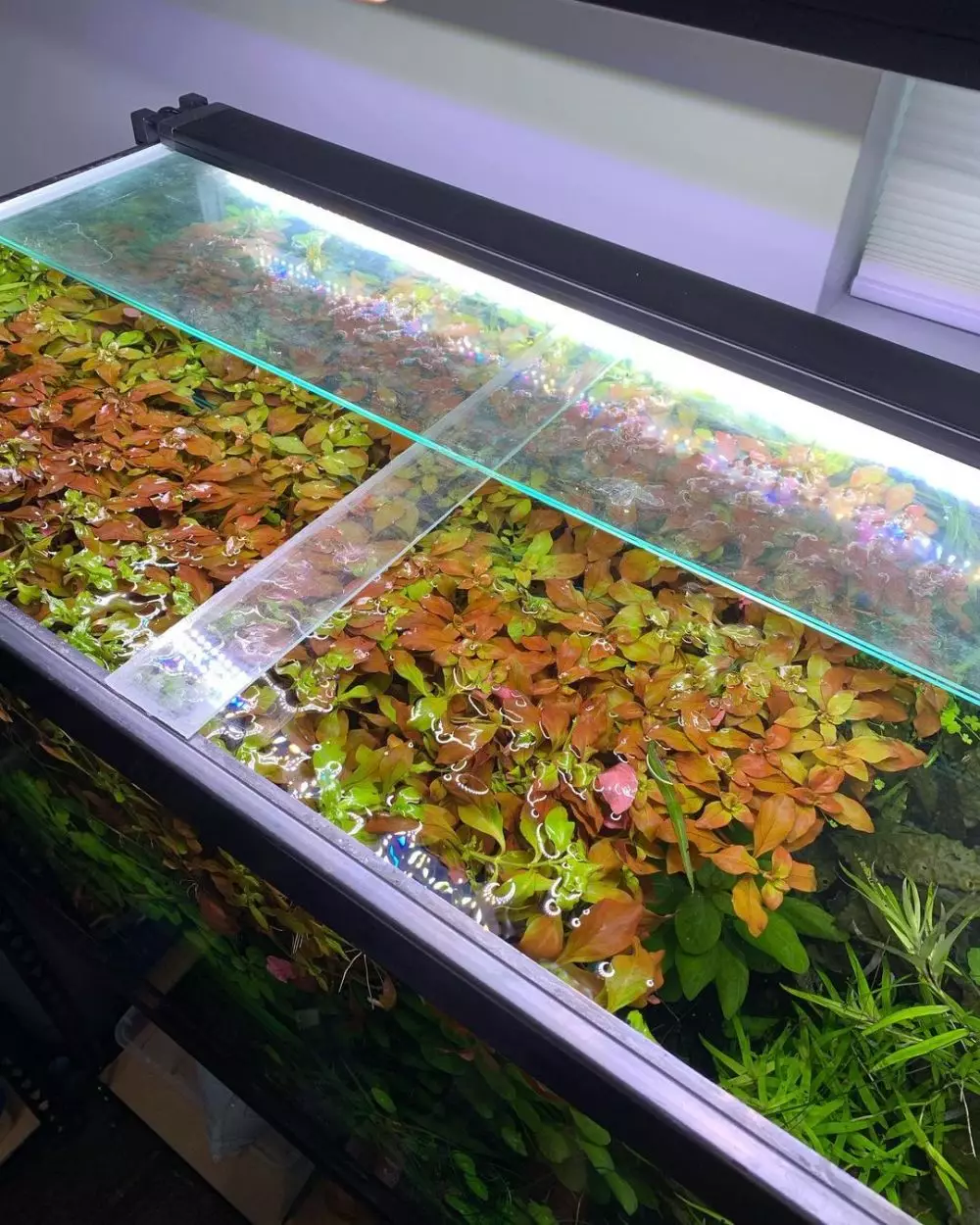 hidroponik akuarium ©Instagram hidroponik akuarium ©Instagram