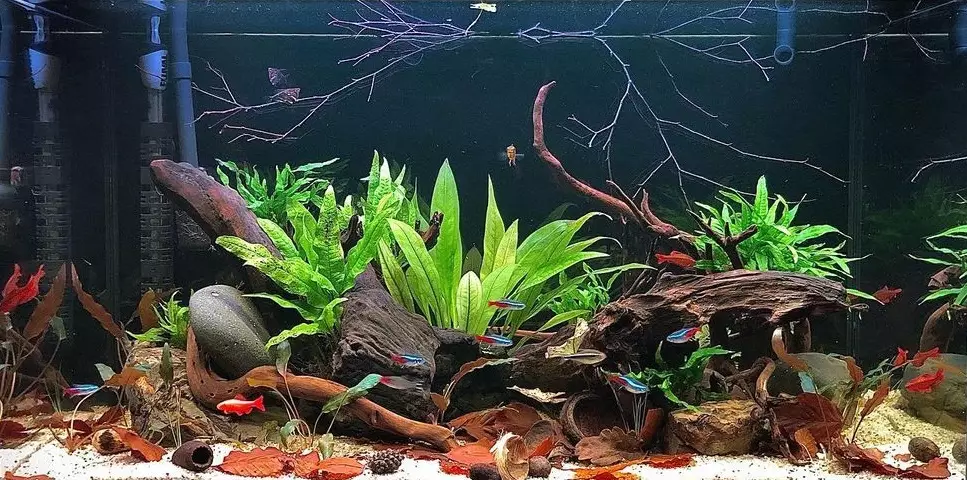 hidroponik akuarium ©Instagram hidroponik akuarium ©Instagram