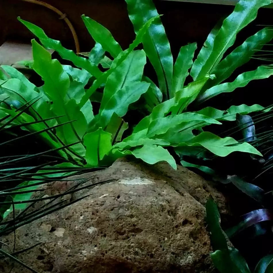 hidroponik akuarium ©Instagram hidroponik akuarium ©Instagram