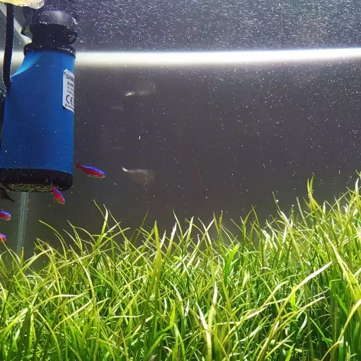 hidroponik akuarium ©Instagram hidroponik akuarium ©Instagram