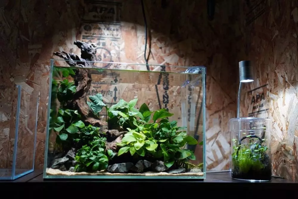 hidroponik akuarium ©Instagram hidroponik akuarium ©Instagram