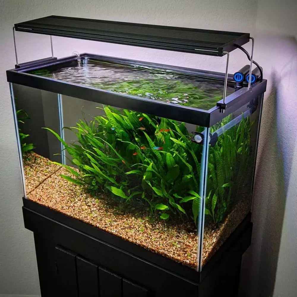 hidroponik akuarium ©Instagram hidroponik akuarium ©Instagram