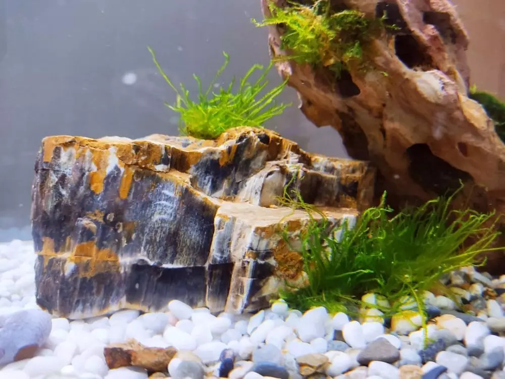 hidroponik akuarium ©Instagram hidroponik akuarium ©Instagram