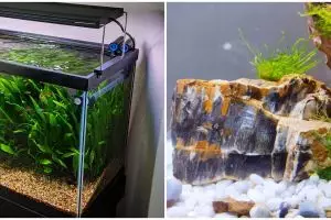 10 Tanaman hidroponik akuarium, rumah makin cantik dan asri