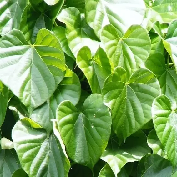 tanaman penambah nafsu makan © Instagram