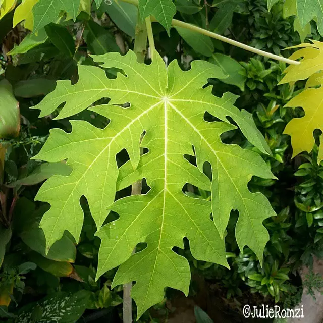 tanaman penambah nafsu makan © Instagram