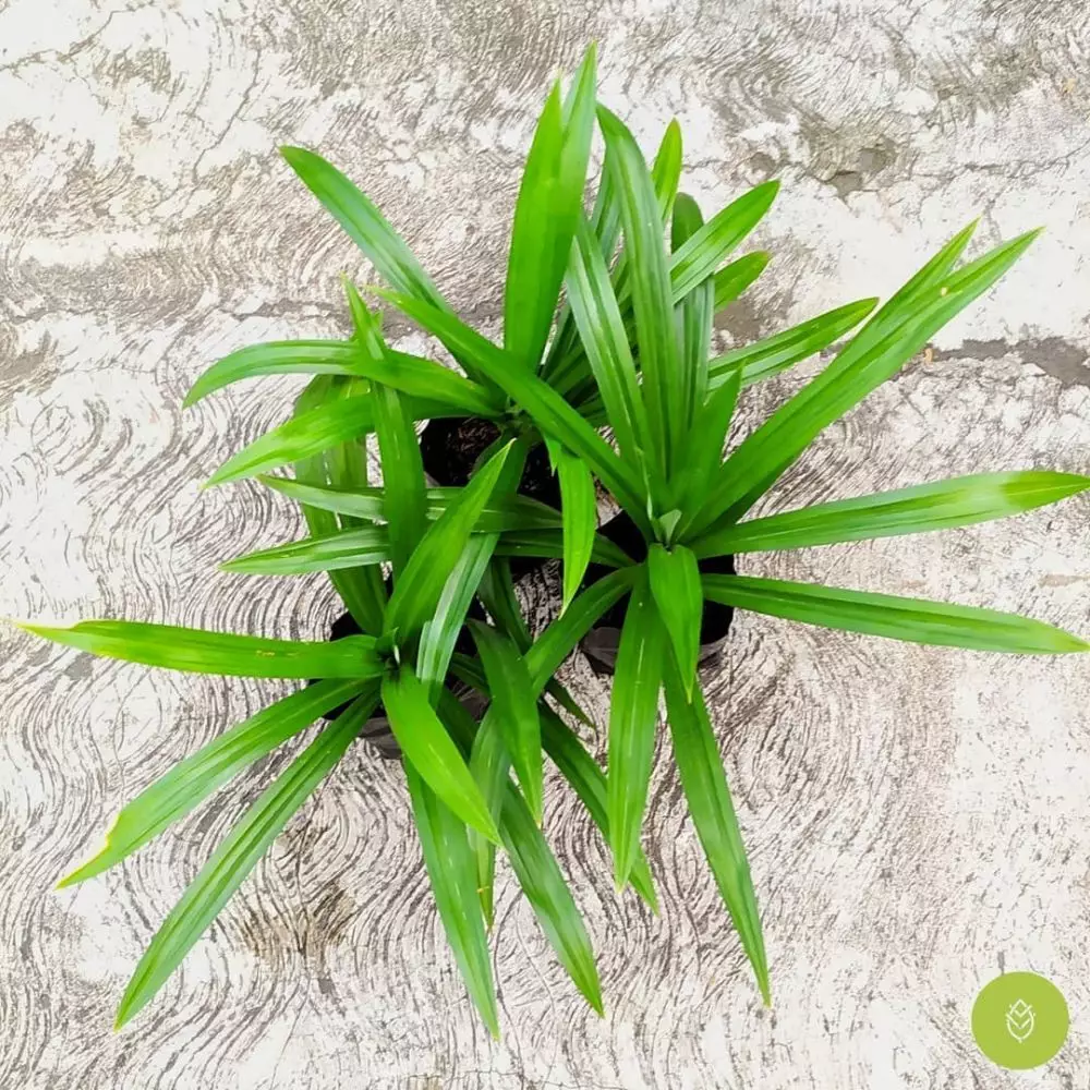 tanaman penambah nafsu makan © Instagram