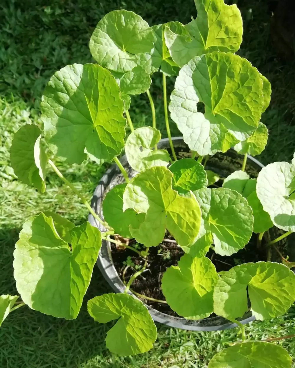 tanaman penambah nafsu makan © Instagram