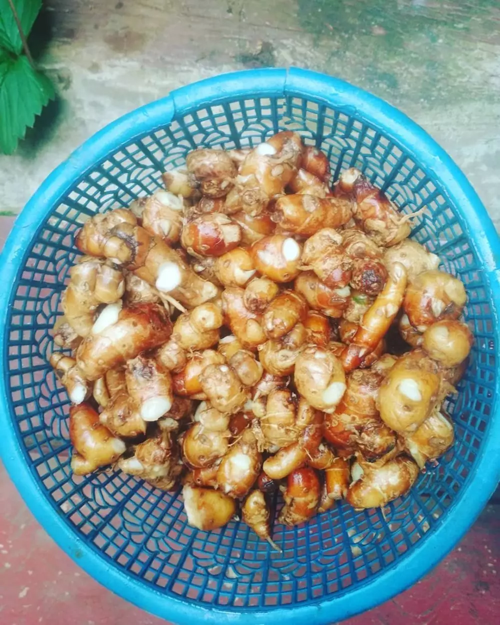 tanaman penambah nafsu makan © Instagram