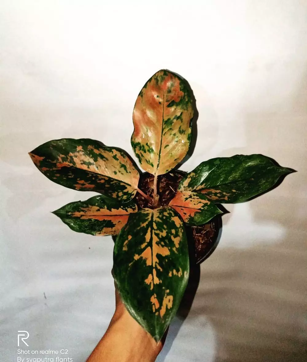 Cara merawat bunga aglaonema kochin tembaga Instagram