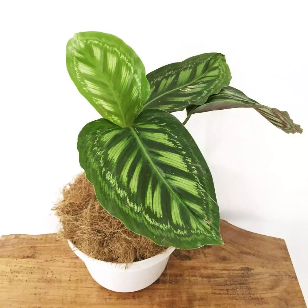 Tanaman hias daun hijau putih Instagram © 2021 brilio.net Tanaman hias daun hijau putih Instagram © 2021 brilio.net