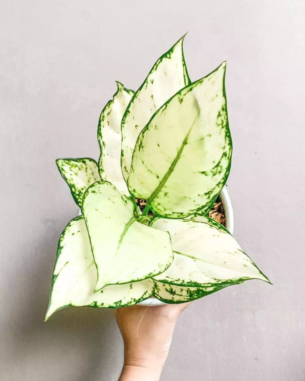 Tanaman hias daun hijau putih Instagram © 2021 brilio.net Tanaman hias daun hijau putih Instagram © 2021 brilio.net