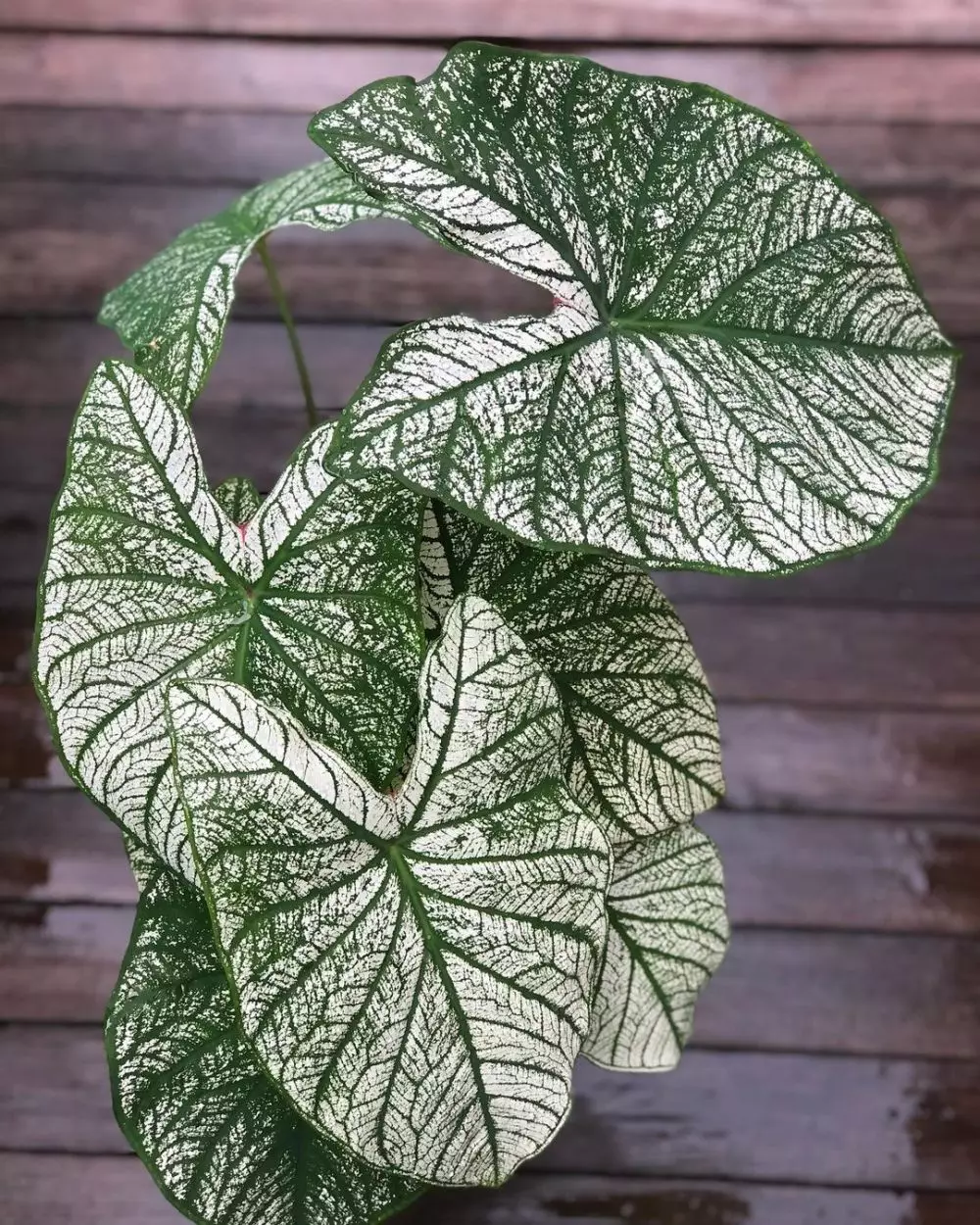 Tanaman hias daun hijau putih Instagram © 2021 brilio.net Tanaman hias daun hijau putih Instagram © 2021 brilio.net