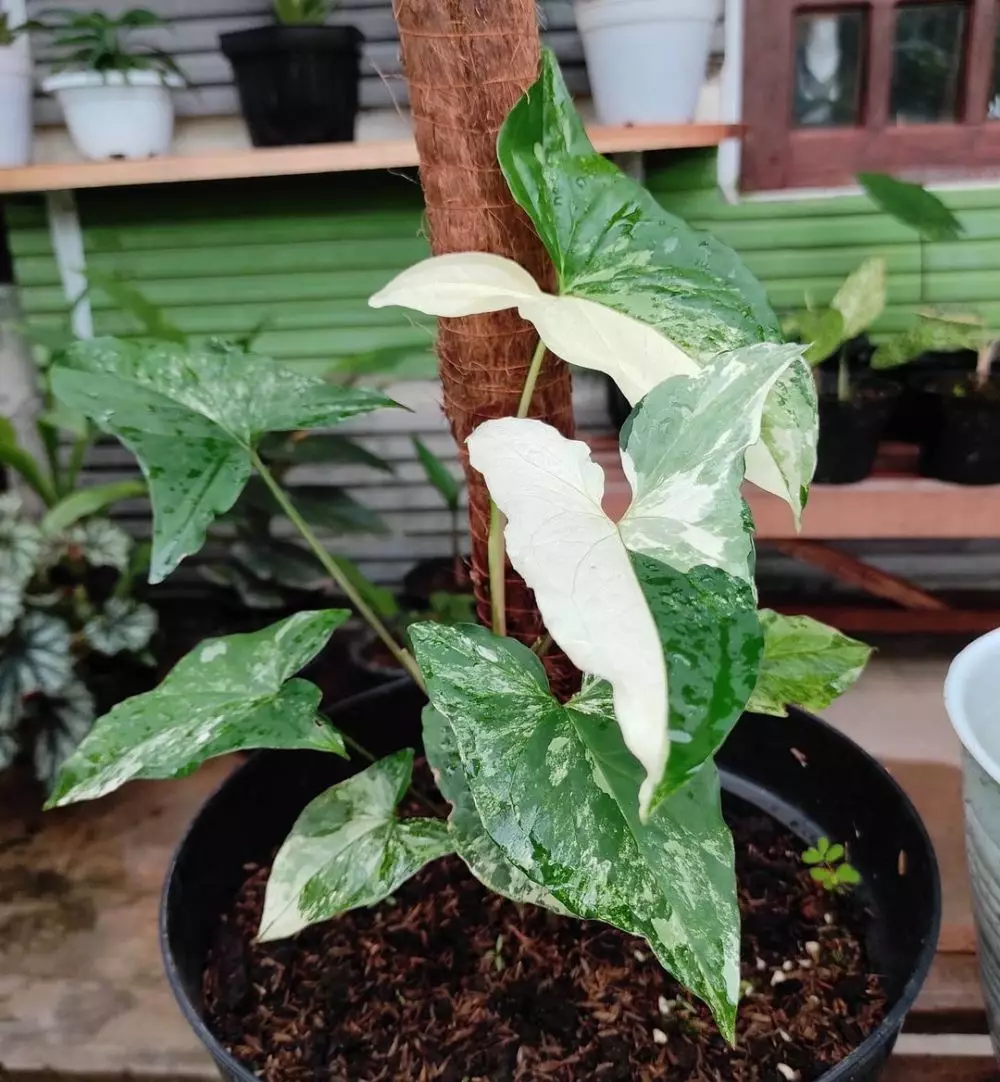 Tanaman hias daun hijau putih Instagram © 2021 brilio.net Tanaman hias daun hijau putih Instagram © 2021 brilio.net